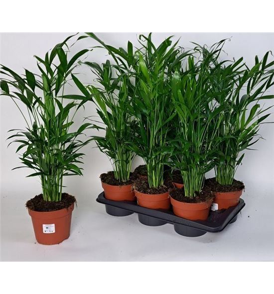 Pl. chamaedora cataractarum 75cm x6 - CHACAT61775