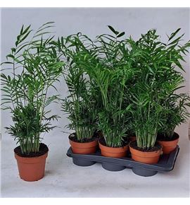 Pl. chamaedora elegans 70cm x6 - CHAELE61770