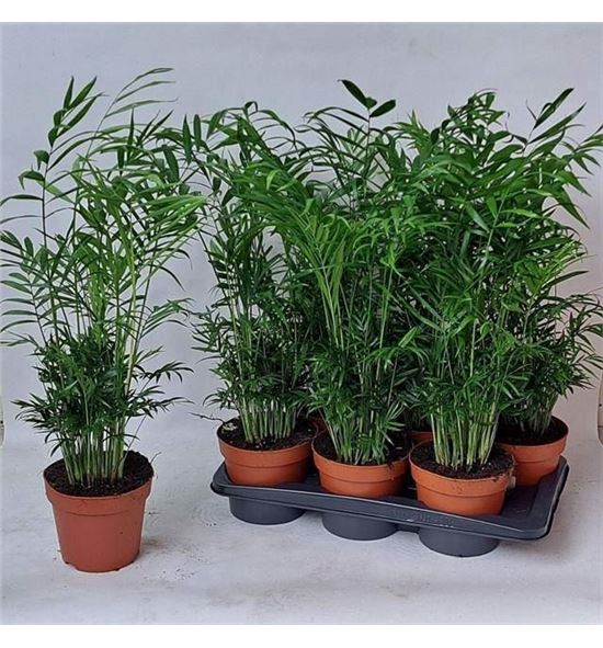 Pl. chamaedora elegans 70cm x6 - CHAELE61770