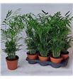 Pl. chamaedora elegans 70cm x6 - CHAELE61770