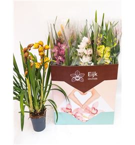 Pl. cymbidium mixto 2t 75cm x7 - CYMMIX714752