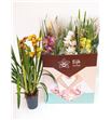Pl. cymbidium mixto 2t 75cm x7 - CYMMIX714752
