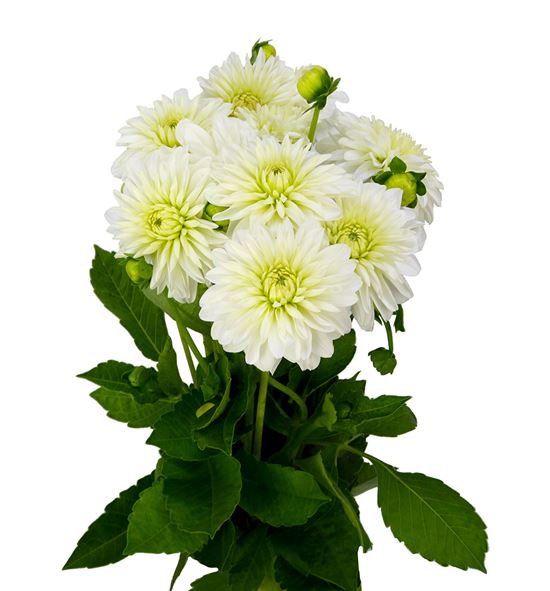 Dahlia snow cap 45 - DAHSNOCAP