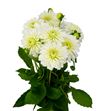 Dahlia snow cap 45 - DAHSNOCAP