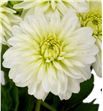 Dahlia snow cap 45 - DAHSNOCAP1