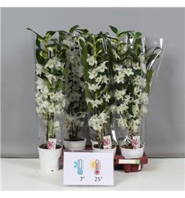 Pl. dendrobium nobile star class apollo 50cm x6 - DENNOBSTA61265