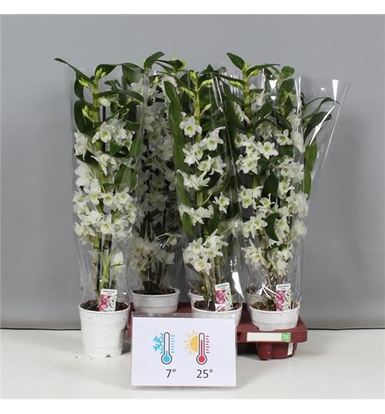 Pl. dendrobium nobile star class apollo 50cm x6 - DENNOBSTA61265