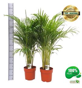 Pl. dypsis lutescens 120cm x1 - DYPLUT123120