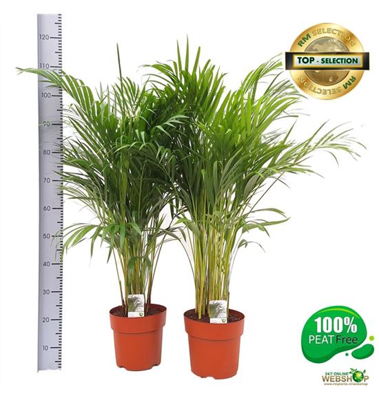 Pl. dypsis lutescens 120cm x1 - DYPLUT123120