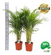 Pl. dypsis lutescens 120cm x1 - DYPLUT123120