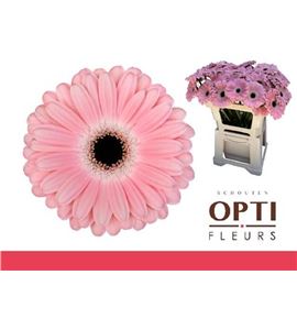 Gerbera dulcie 50 x10 - GERDUL5010