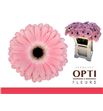 Gerbera dulcie 50 x10 - GERDUL5010
