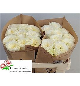 Rosa hol. lotti 60 - RGRLOT