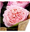 Rosa hol mayfield 70 - RGRMAY1