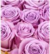 Rosa hol nayeli 50 - RGRNAY1