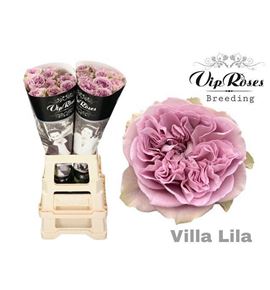 Rosa hol villa lila 60 - RGRVILVIL