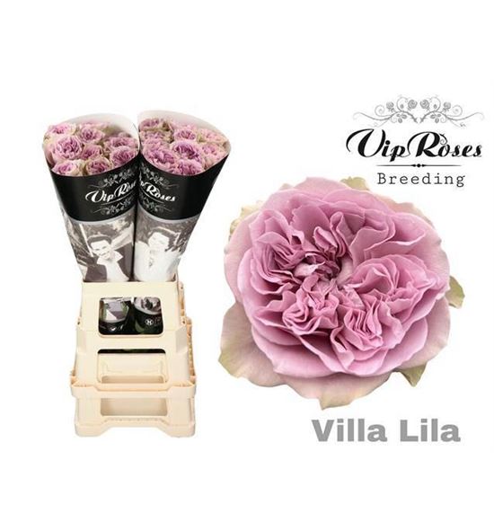 Rosa hol villa lila 60 - RGRVILVIL