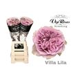 Rosa hol villa lila 60 - RGRVILVIL