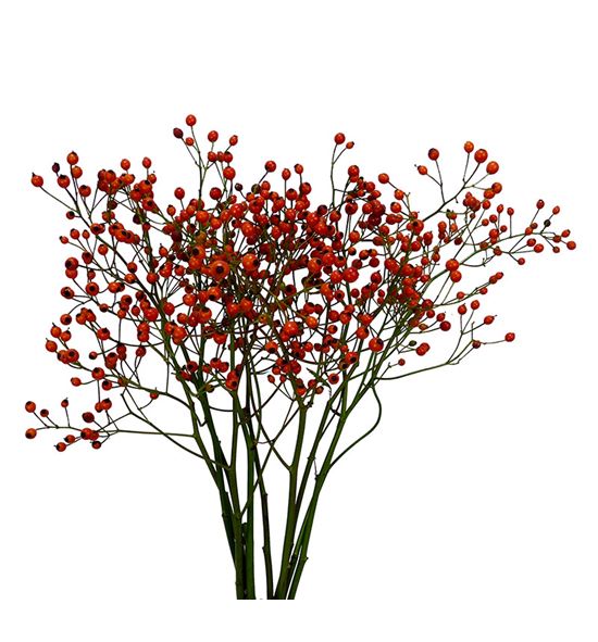 Rozenbottel prinsberry orange 40 - ROZPRIORA