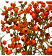 Rozenbottel prinsberry orange 40 - ROZPRIORA1