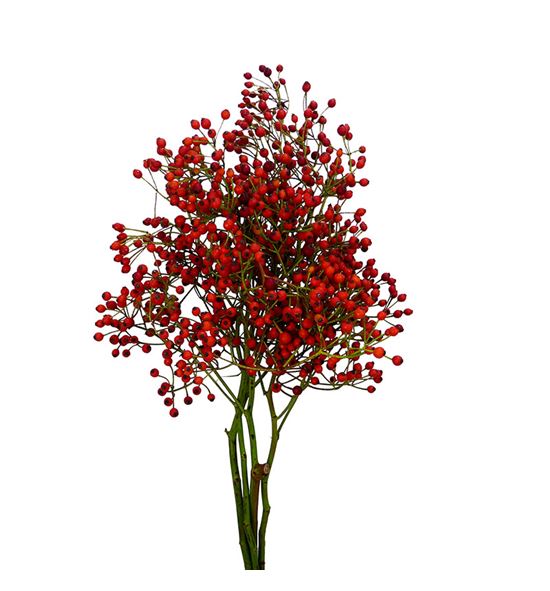 Rozen red cascade 50 - ROZMANHIP