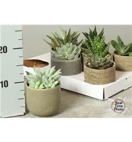 Pl. succulenten diverso 17cm x8 - SUCDIV81017