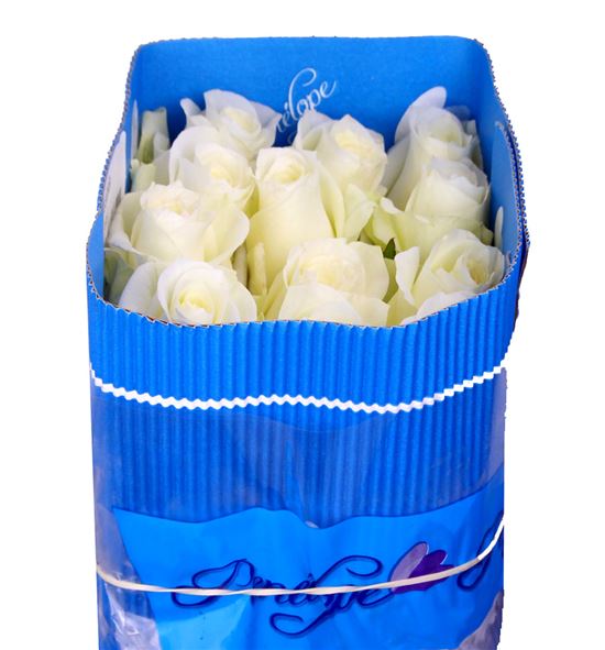 Rosa ecu sugar doll 40 - RCSUGDOL