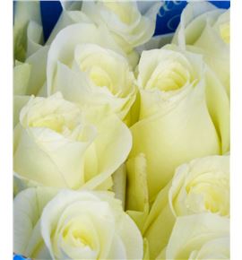 Rosa ecu sugar doll 40 - RCSUGDOL