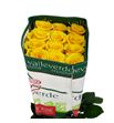 Rosa ecu lighthouse 50 - RELIG