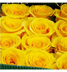 Rosa ecu lighthouse 50 - RELIG