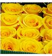 Rosa ecu lighthouse 50 - RELIG1