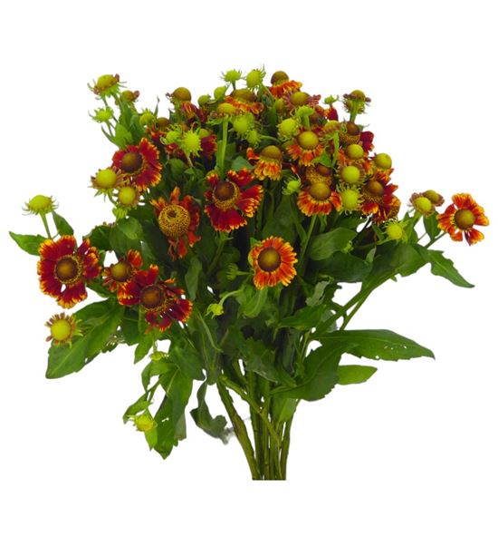 Helen fiesta 50 - HELFIE