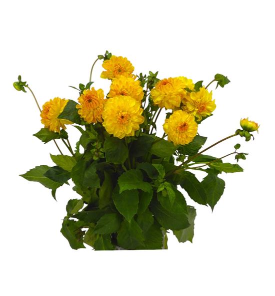 Dahlia golden scepter 50 - DAHGOLSCE