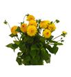 Dahlia golden scepter 50 - DAHGOLSCE