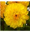 Dahlia golden scepter 50 - DAHGOLSCE1