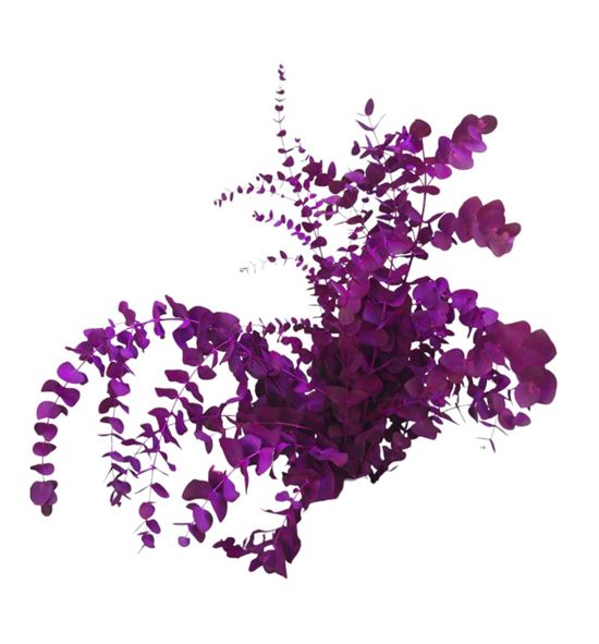 Eucaliptus cinerea fucsia nacional - EUCCINFUCNAC