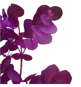 Eucaliptus cinerea fucsia nacional - EUCCINFUCNAC