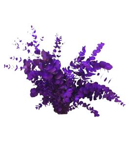 Eucaliptus cinerea morado nacional - EUCCINMORNAC
