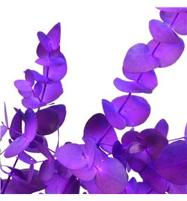 Eucaliptus cinerea morado nacional - EUCCINMORNAC