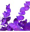 Eucaliptus cinerea morado nacional - EUCCINMONNAC1