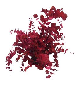 Eucaliptus cinerea rojo nacional - EUCCINROJNAC