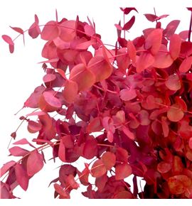 Eucaliptus cinerea rojo nacional - EUCCINROJNAC