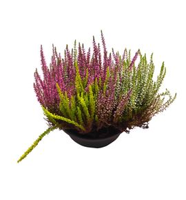 Pl. calluna garden 30cm x10 - CALGAR302310