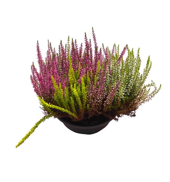 Pl. calluna garden 30cm x10 - CALGAR302310