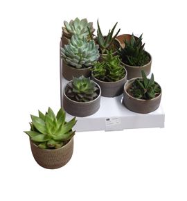 Pl. echeveria mixto 11cm x8 - ECHMIX850811