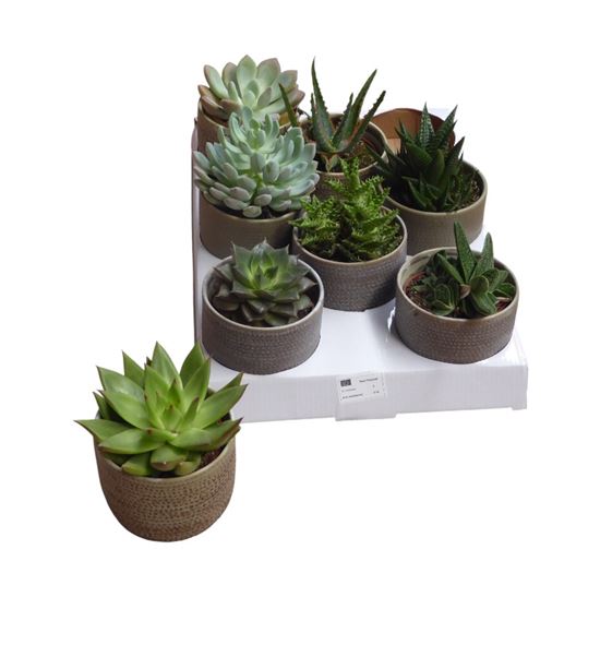Pl. echeveria mixto 11cm x8 - ECHMIX850811