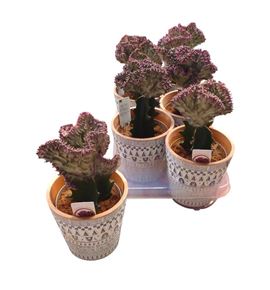 Pl. euphorbia mixta 25cm x6 - EUPMIX61425