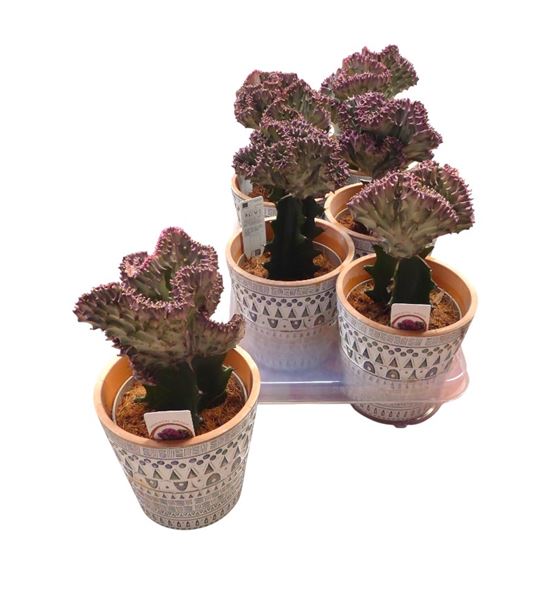 Pl. euphorbia mixta 25cm x6 - EUPMIX61425