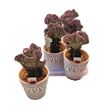 Pl. euphorbia mixta 25cm x6 - EUPMIX61425