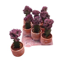 Pl. euphorbia diverso cristata 20cm x8 - EUPDIVCRI81020